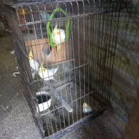 طوطی عروس|پرنده|رشت, گیل|دیوار