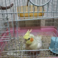 عروس هلندی لوتینو