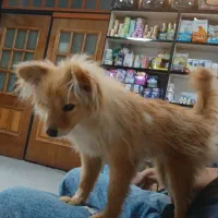 گمشده سگ پامرانین روباهی|حیوانات|خرمآباد, |دیوار