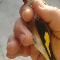 سهره نر درشت و گل قفلی عتیقه