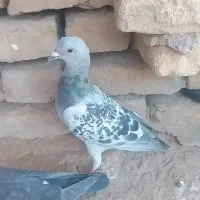 دوتا کبوتر یا کفتر معامله با رنگه|پرنده|نصر آباد, |دیوار