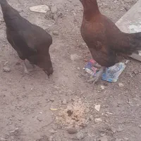 دوتا مرغ دورگ چابهاری