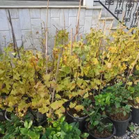 فروش جینگو|گل و گیاه طبیعی|چابکسر, |دیوار