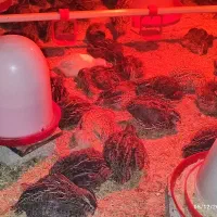 کهره دوقلو افغانی گلابی بلدرچین گوشتی سلطان آباد|حیوانات مزرعه|رامهرمز, |دیوار