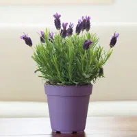 یادگرفتن درمانگری بصورت رایگان