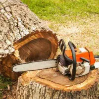 خرید چوب و درخت