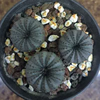 کاکتوس، هاورتیا