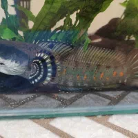 ماهی چانا بلو پالچرا