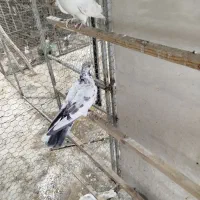 سلام تعدادی مایه کفتر درجه یک