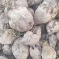 چغندرقند|عمده‌فروشی|میاندوآب, |دیوار