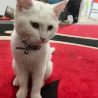 گربه|گربه|شیراز, آزادی|دیوار
