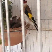 جوجه سهره متولد قفس