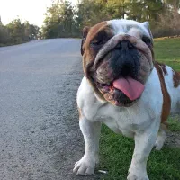 انگلیش بولداگ