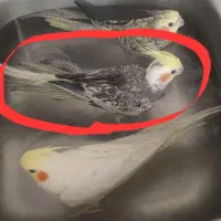 عروس هلندی گمشده