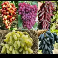 ارسال نهال به سراسر ایران