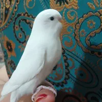 دوجفت مرغ عشق هلندی چشم سرخ