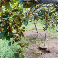 فروش باغ کیوی