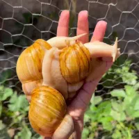 فروش فوری حلزون پرورشی+۹ مولد(قیمت همکار)