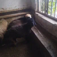 بره ماده داشتی گوش دولا وکله زنگ