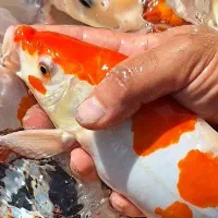 ماهی کوی ۱۵ تا ۲۵ سانت