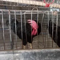 خروس سیاه بزرگ جهت قربانی