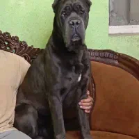 کن کورسو سگ گارد فرمان پذیر توله های گرید یک|سگ|تهران, سازمان برنامه جنوبی|دیوار