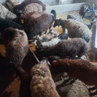 گوساله و میش جوان