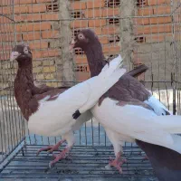 کبوتر ۱۰تاشهرستانی یهودی پلنگ ۸تا تزئینی ۴چادری