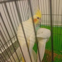 یک جفت عروس هلندی دستی. بشرط سخنگو بودن دستی بودن|پرنده|شاهینشهر, شهرک گلدیس|دیوار