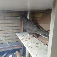 جوجه دم سفید|پرنده|زرند, |دیوار