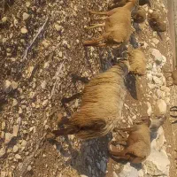 قوچ بختیاری کری لنگ دوقلو|حیوانات مزرعه|دهدشت, |دیوار