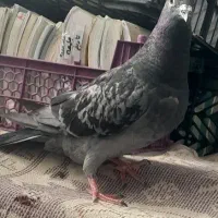 ماده مگس