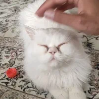 دو عدد گربه پرشین|گربه|مشهد, هفت تیر (نه دره)|دیوار