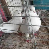 کفتر اراکی|پرنده|شهرضا, |دیوار