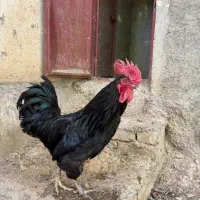 خروس سیاه جوان