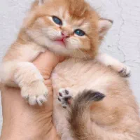 گربه های خانگی اصیل|گربه|شیراز, قدوسی شرقی|دیوار