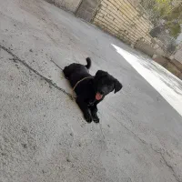 سگ پاکوتاه واگذار می شود