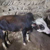 گوساله نر نافدار|حیوانات مزرعه|کجور, |دیوار