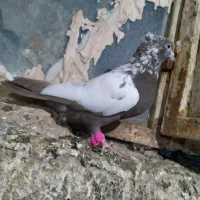 کبوتر|پرنده|نیشابور, فضل|دیوار