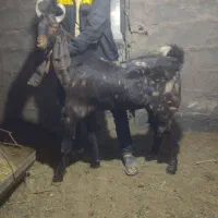 نر بز فروشب