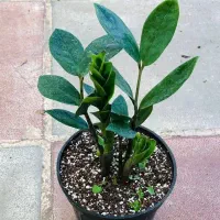 گل.کال ای پول وثروت|کنسول، بازی ویدئویی و آنلاین|بروجرد, |دیوار