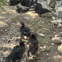 اردک اسراییلی ۵ماهه