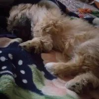 سگ شیتزو|سگ|کرمانشاه, |دیوار