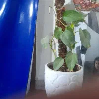 نظافت اساسی