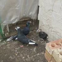 جفتگاه قره سیاه با جوجه