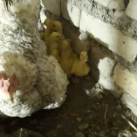 فروش جوجه اردک