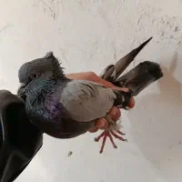 لوطی ماده و تهرانی|پرنده|تیکمه داش, |دیوار