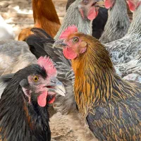 فروش تعدادی مرغ تخمگذار درجه۱|حیوانات مزرعه|بوکان, |دیوار