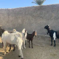 ۵راس بز پاکستانی