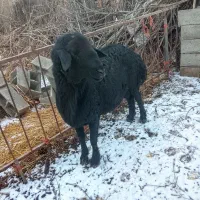 قوچ موسیم فرکامل|حیوانات مزرعه|فیروزآباد (آذربایجان), |دیوار